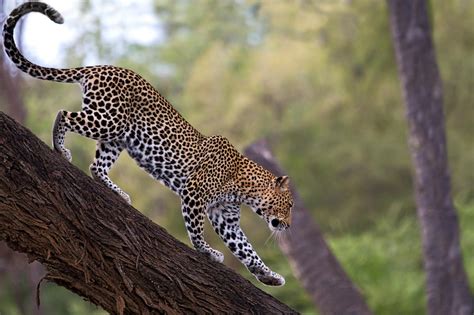 african leopard habitat.